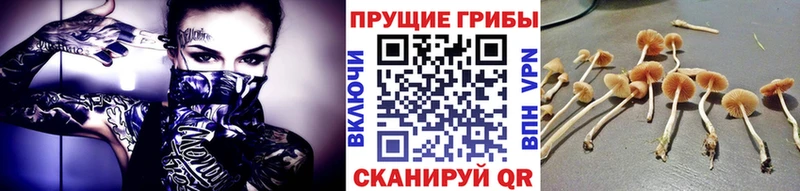 Купить закладки  Алушта  Псилоцибиновые грибы MAGIC MUSHROOMS 